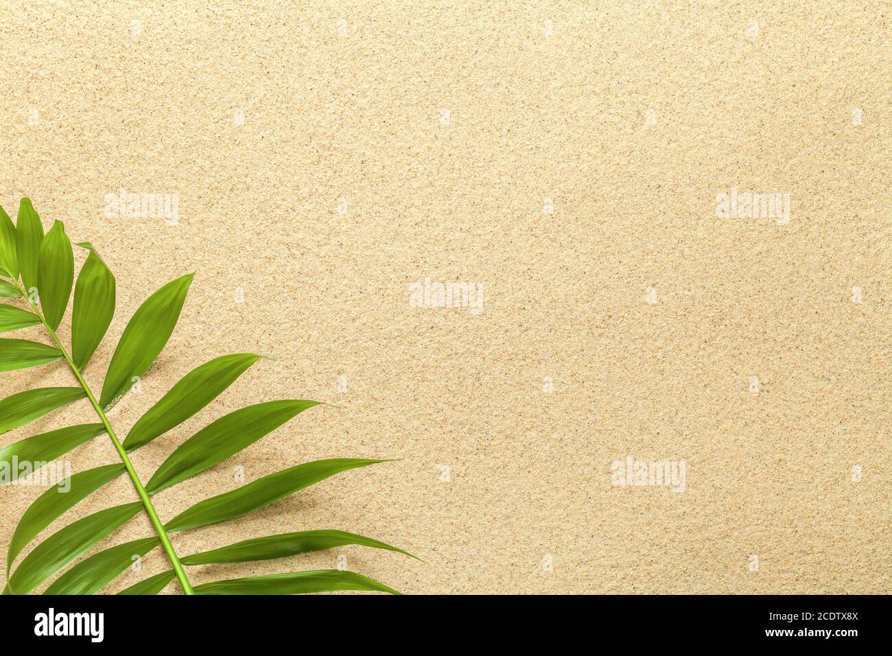 Sfondo estivo con foglia di palma verde Foto Stock