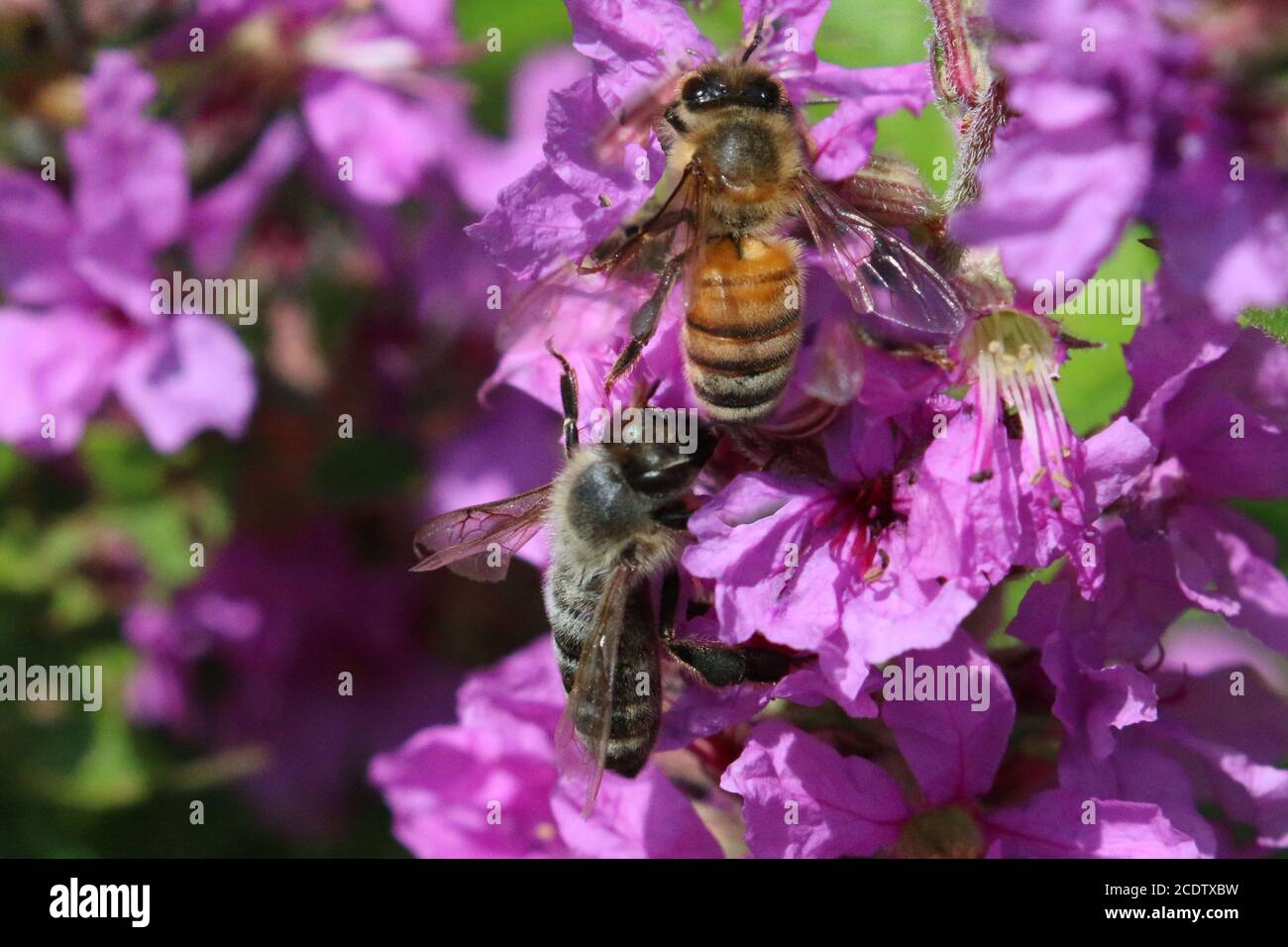 Api da miele in Loosewlife viola Foto Stock