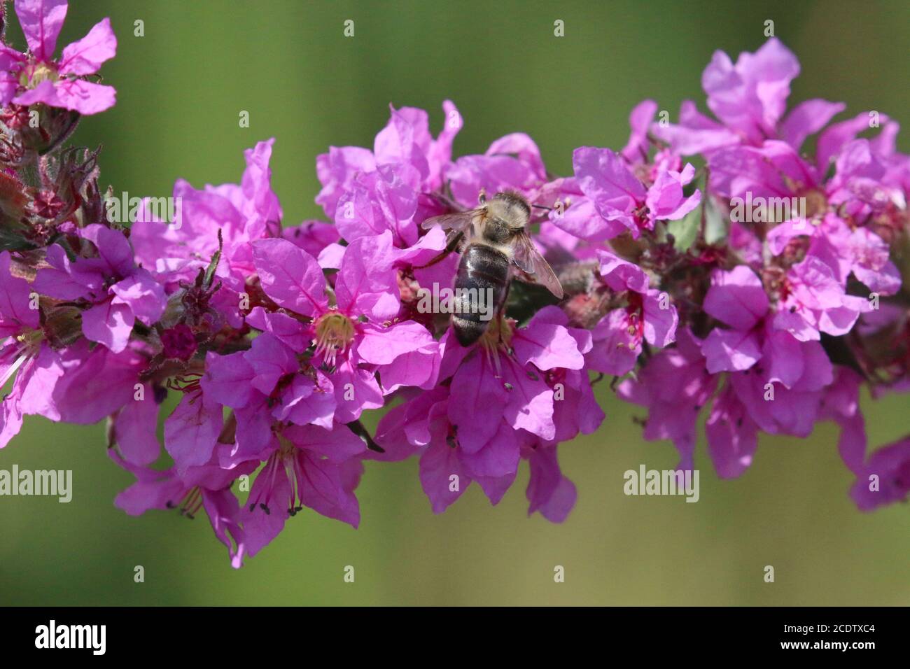 Api da miele in Loosewlife viola Foto Stock