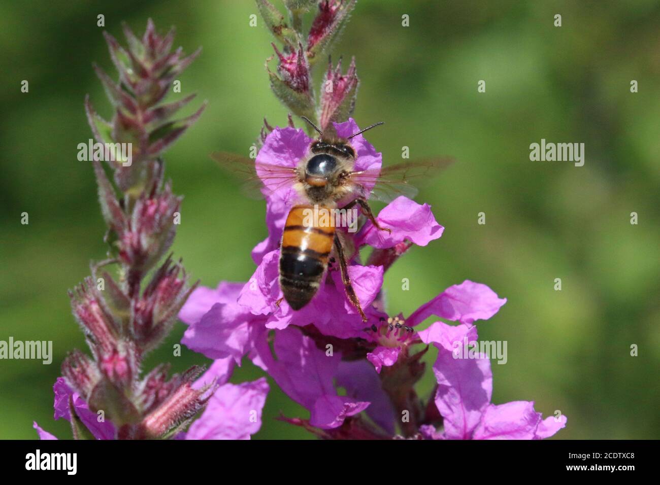 Api da miele in Loosewlife viola Foto Stock