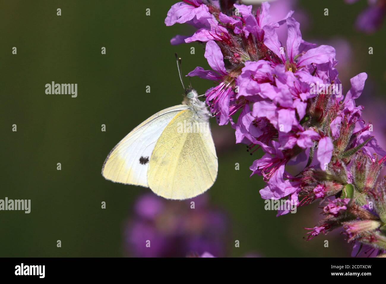 Farfalla monarca sui fiori Foto Stock