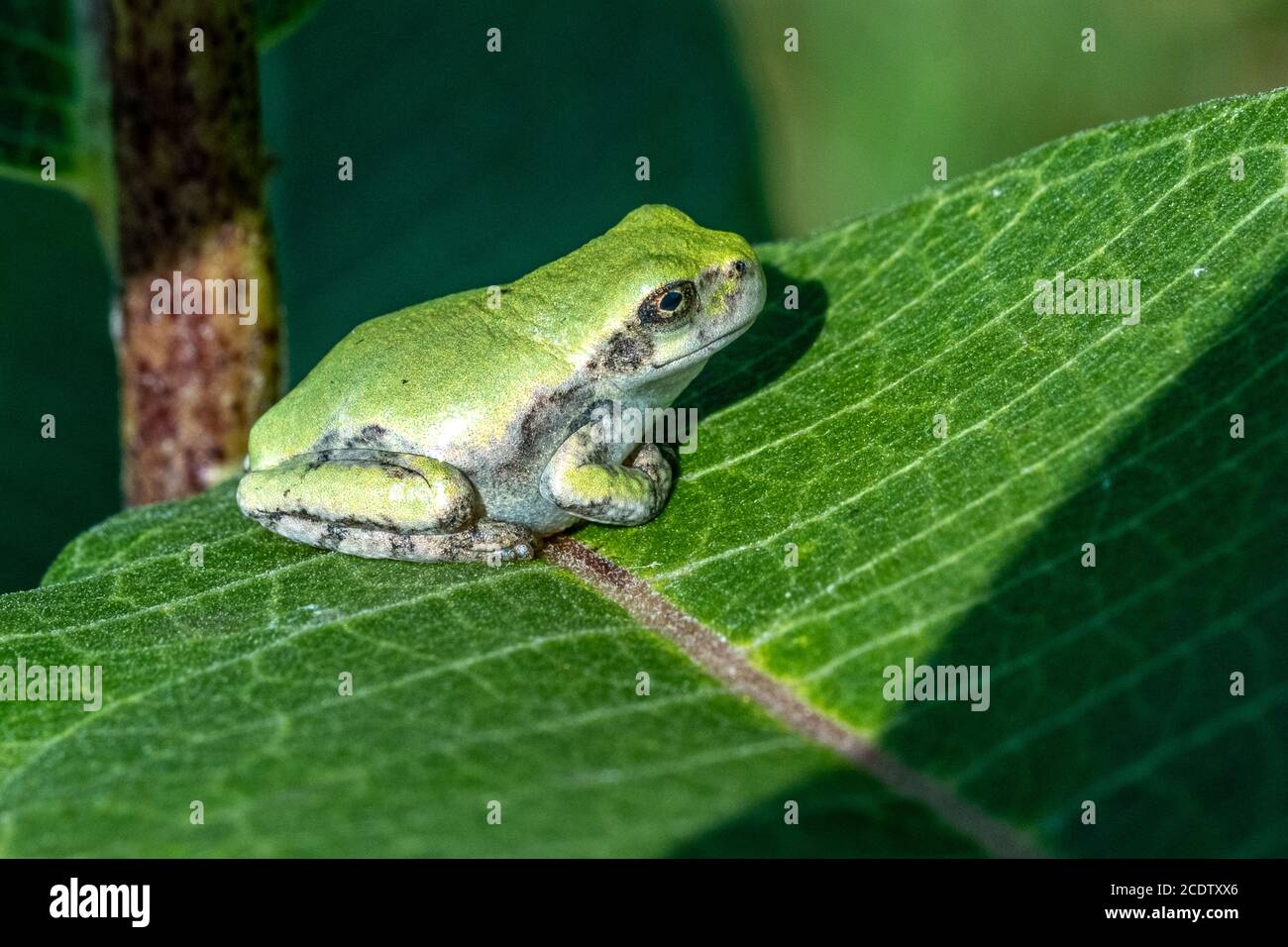 Una rana grigia immatura seduta su una foglia di alghe Foto Stock
