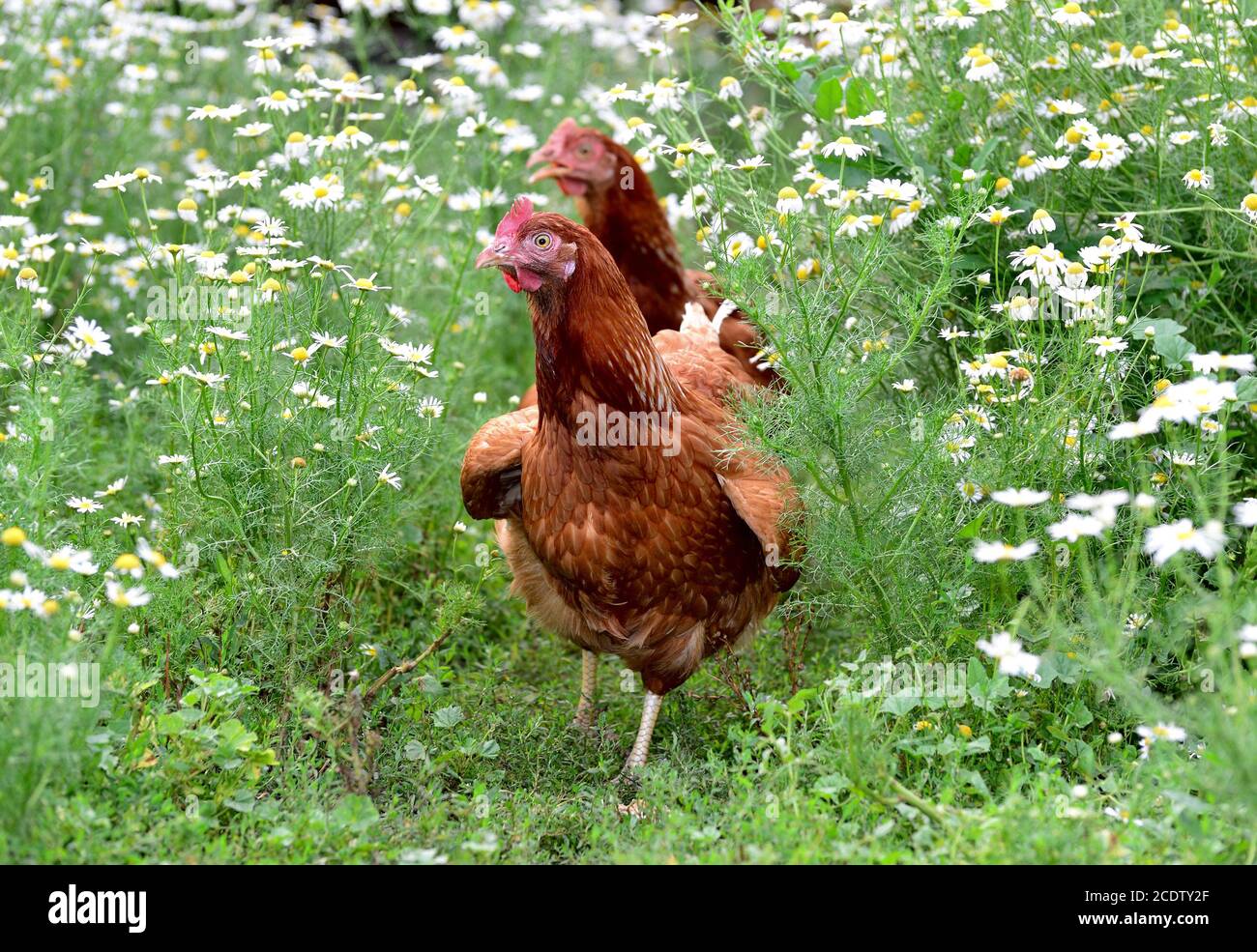 Galline rosse in camomili in natura Foto Stock