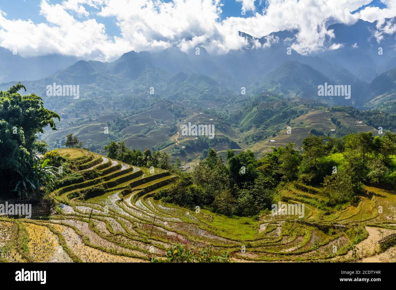 Splendida vista sulla terrazza di riso nel villaggio di Sapa, Vietnam Foto Stock