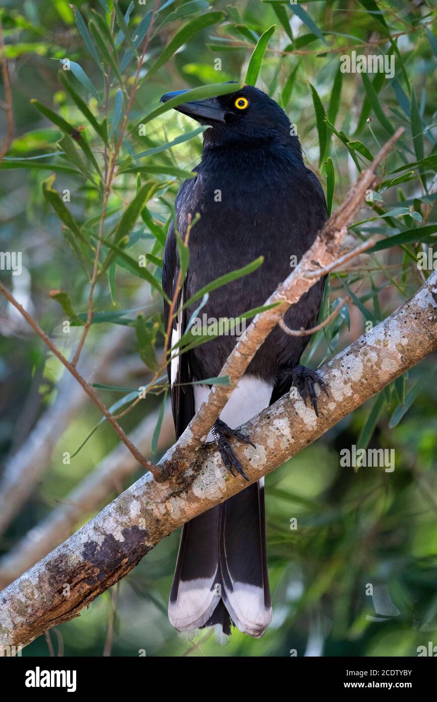 Pied Currawong (Stropera graculina) seduto tra i rami di un albero. Foto Stock