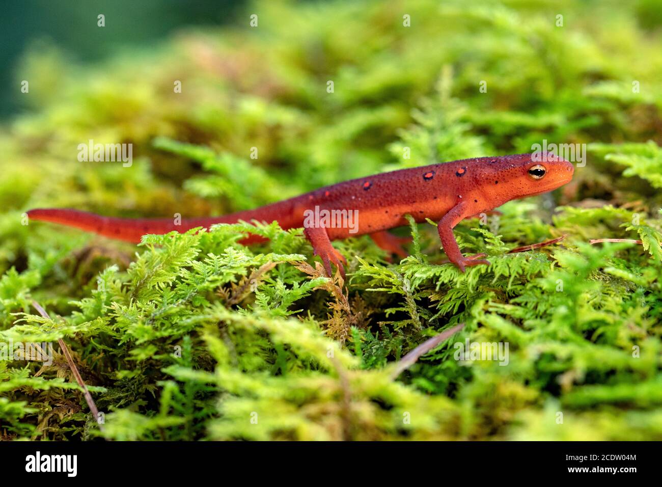 EFT rosso di Newt orientale (Notophthalmus viridesens) - Foresta ricreativa di Stato di DuPont vicino Hendersonville, Carolina del Nord, Stati Uniti Foto Stock