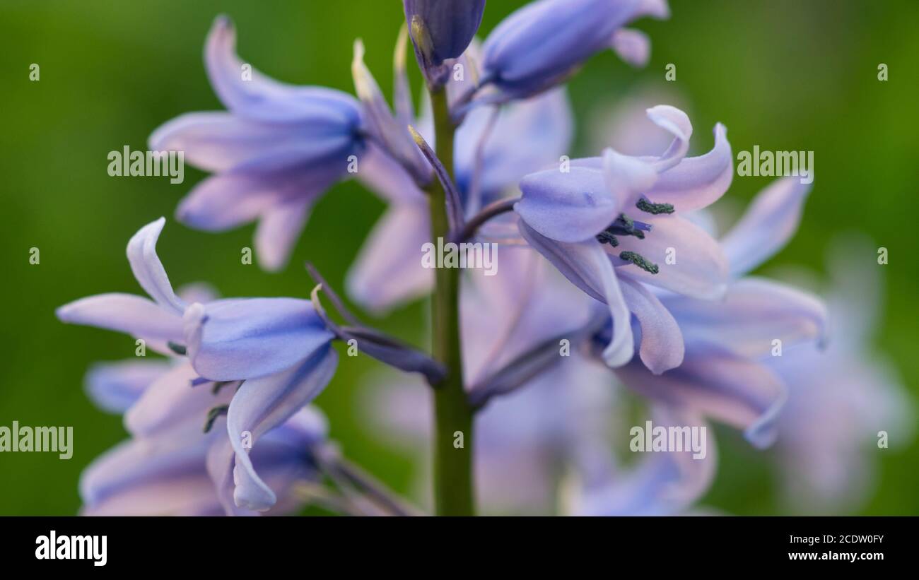 Campanula rotundifolia o bluebell o harebell fiori blu primo piano con sfondo verde natura Foto Stock