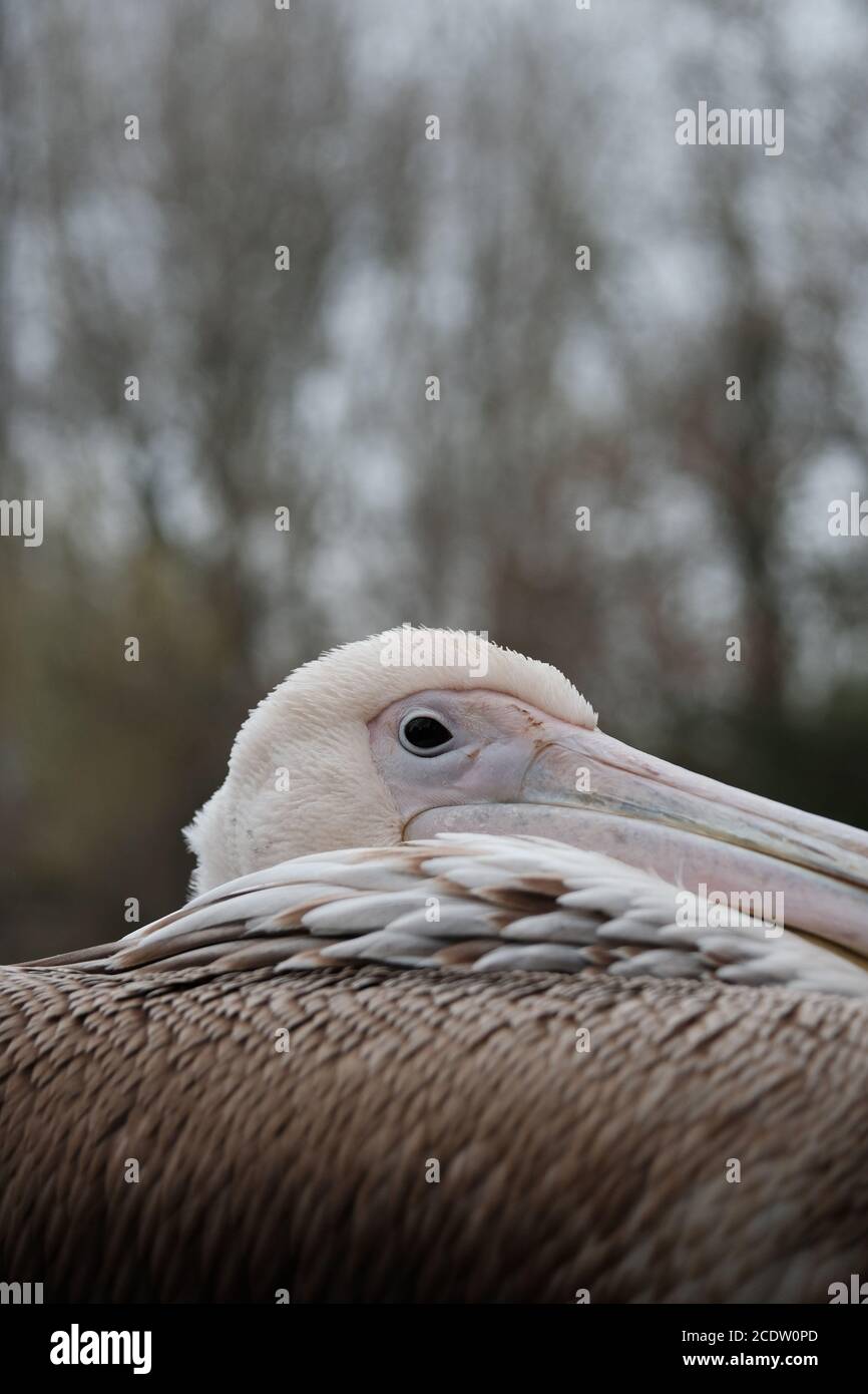 Close up di un pellicano Foto Stock