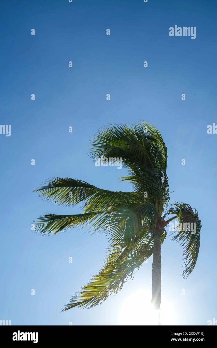 Palma e sole si flare contro il cielo azzurro Foto Stock