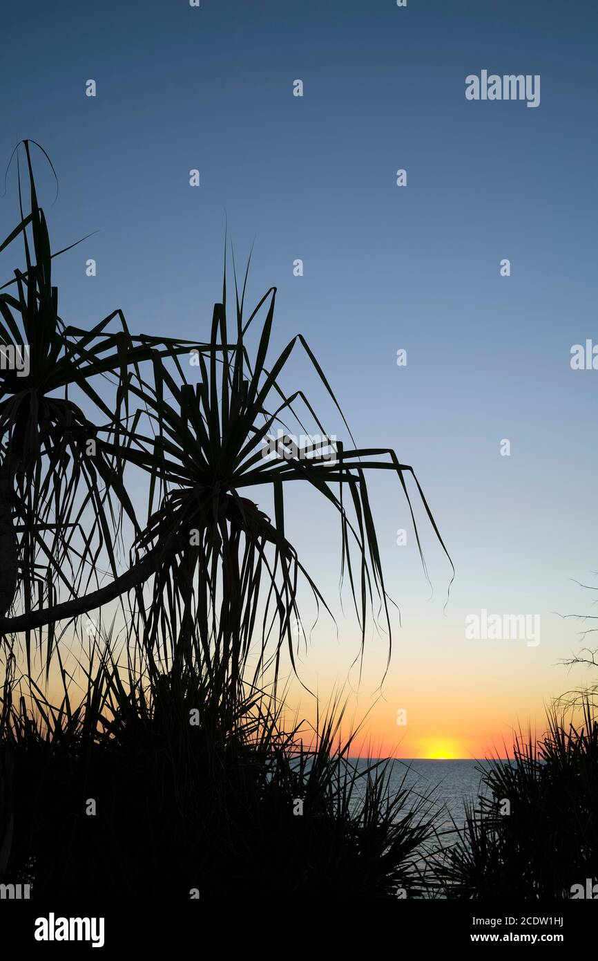Silhouette Pandanus spiralis al tramonto contro l'oceano nella Territorio del Nord dell'Australia Foto Stock