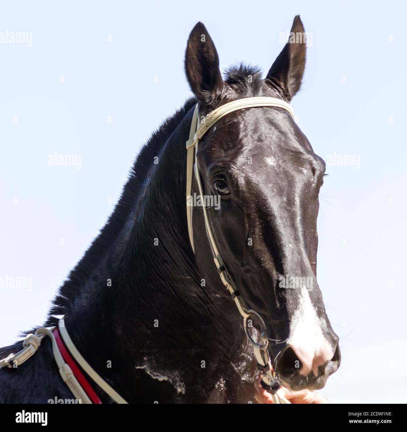 Ritratto di bella akhal-teke cavallo. Foto Stock