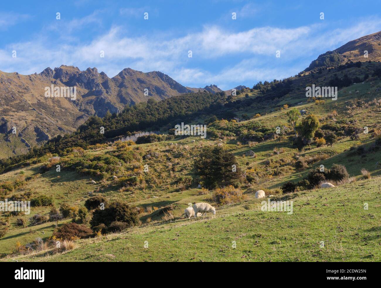 Pecore in un prato verde e montagne innevate sullo sfondo della strada panoramica Sud, New Zeal Foto Stock