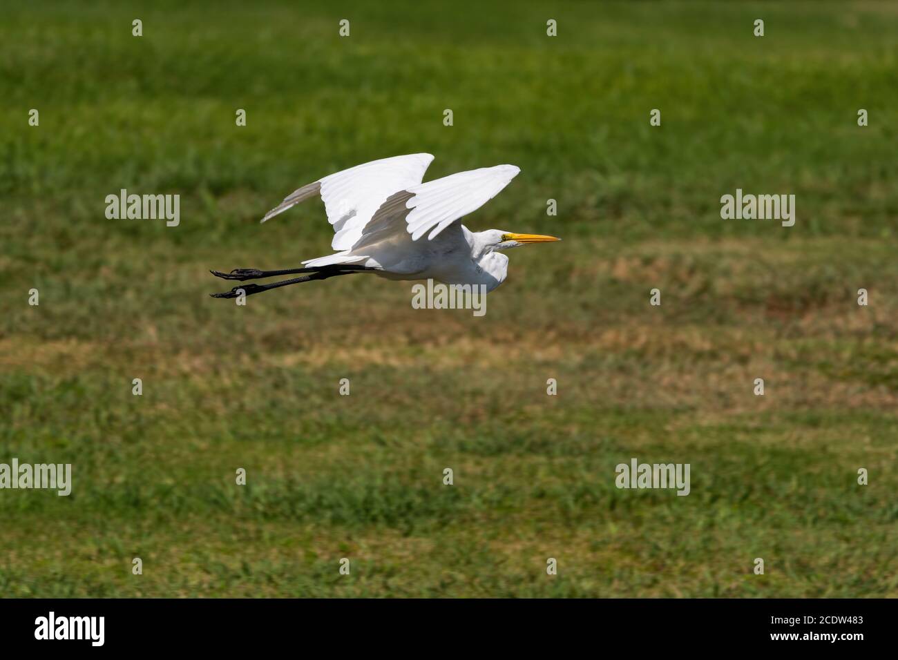 Un Grande Egret Bianco che passa con grazia mentre vola basso su un prato coperto d'erba in una mattina soleggiata. Foto Stock