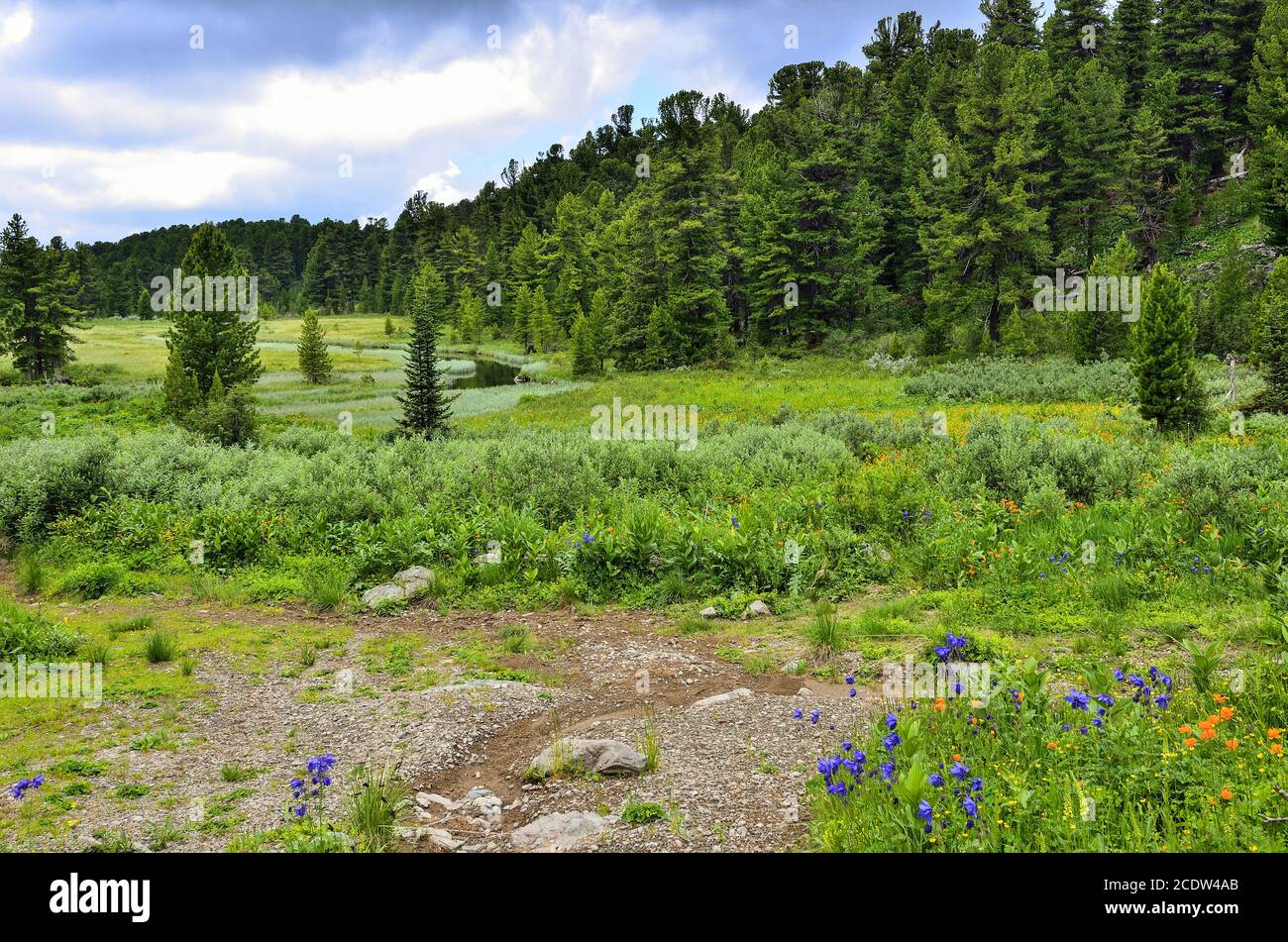 Paesaggio estivo nei monti Altai con ruscello, prato alpino e bosco di conifere Foto Stock