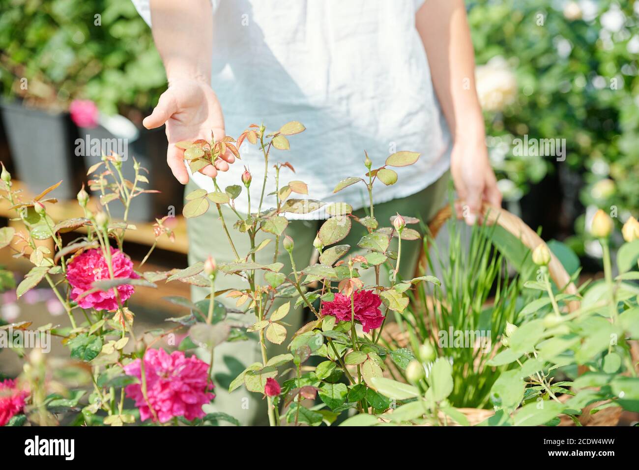 Mano di giovane giardiniere femminile contemporaneo che tiene foglie di crescita rose Foto Stock