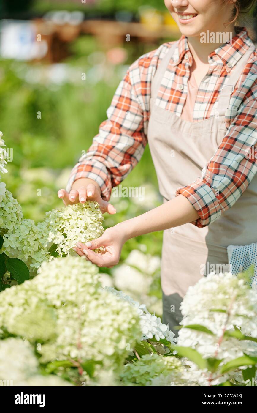 Giovane giardiniere contemporaneo in abbigliamento da lavoro che tocca la fioritura di hydrangea Foto Stock