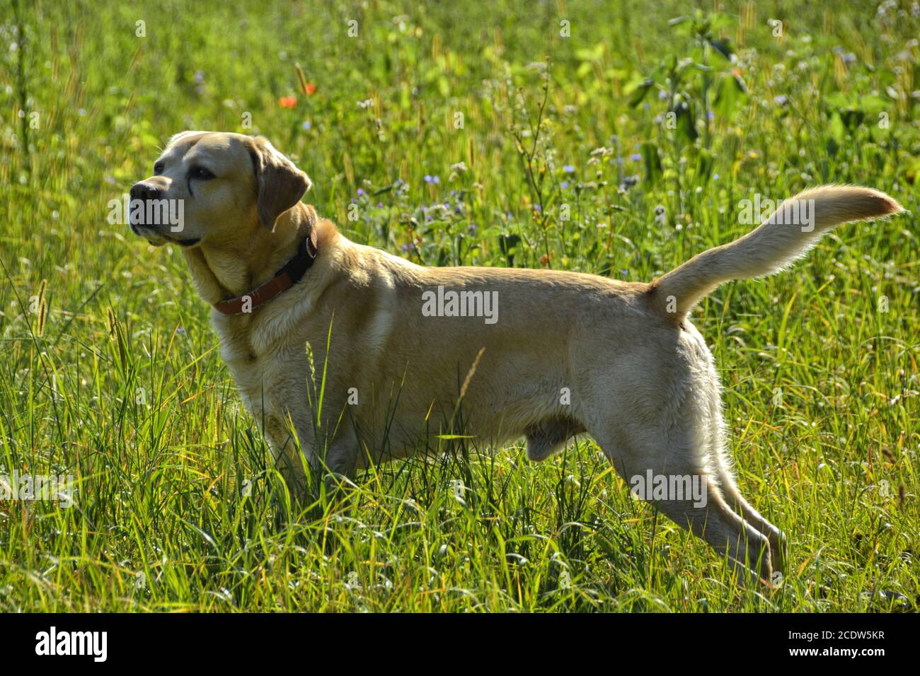 Il labrador Foto Stock