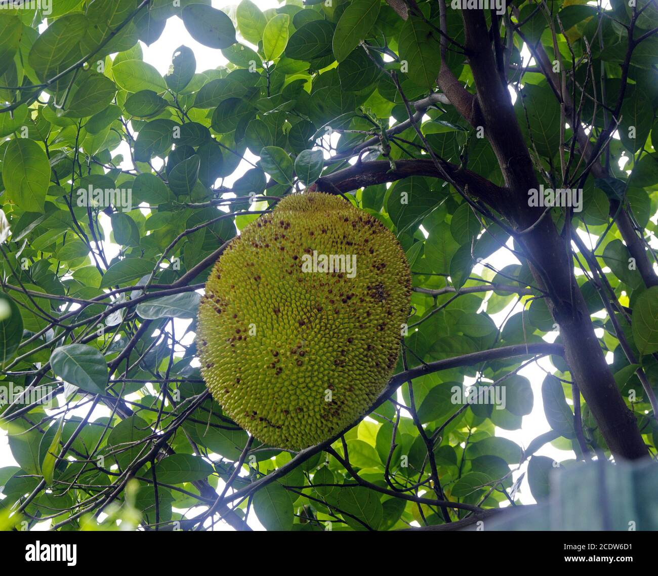 Durian tree Foto Stock