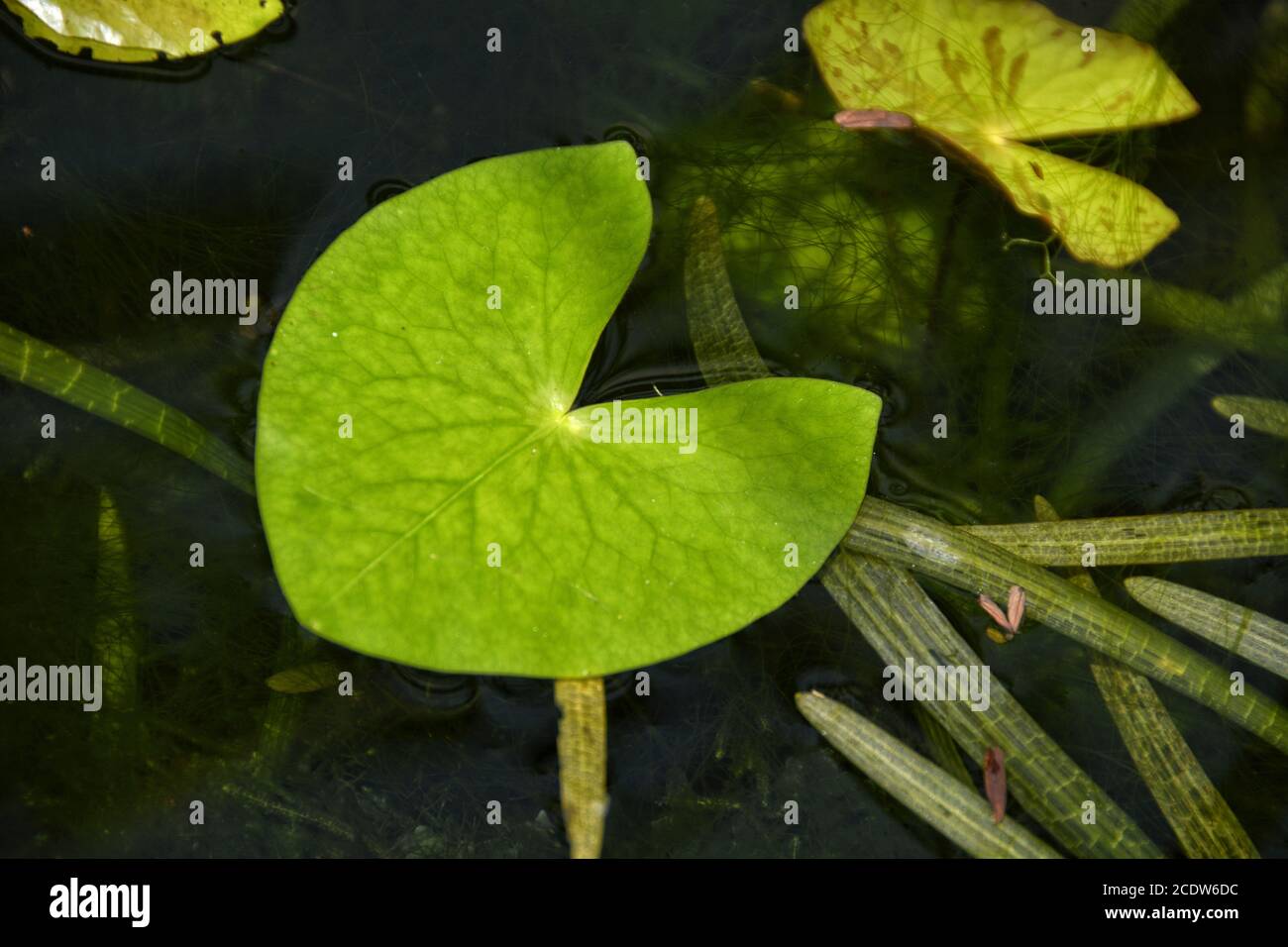 impianto acqua Foto Stock