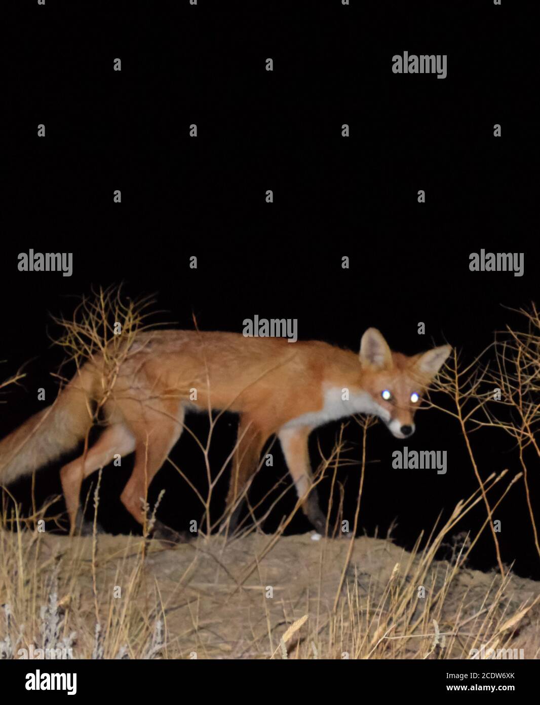 Volpe rossa, un animale simile a un cane. La volpe sta cercando cibo di notte Foto Stock