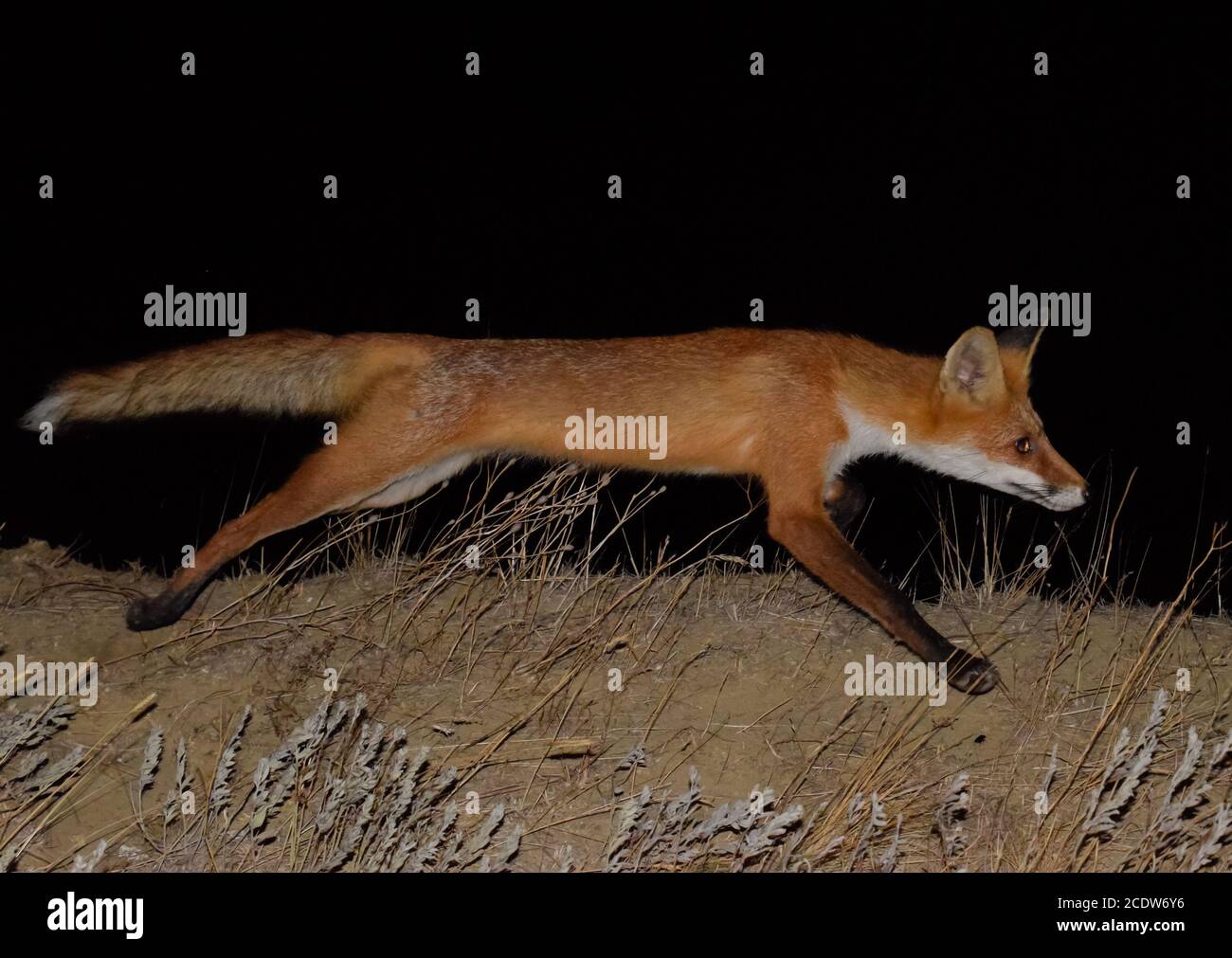 Volpe rossa, un animale simile a un cane. La volpe sta cercando cibo di notte Foto Stock