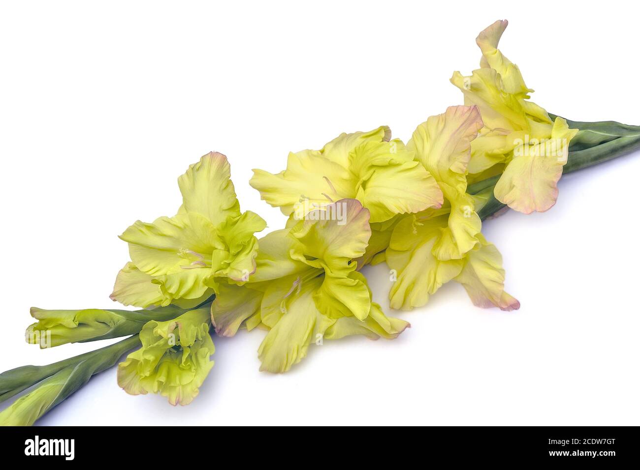Singolo bel fiore giallo gladiolo isolato su sfondo bianco Foto Stock