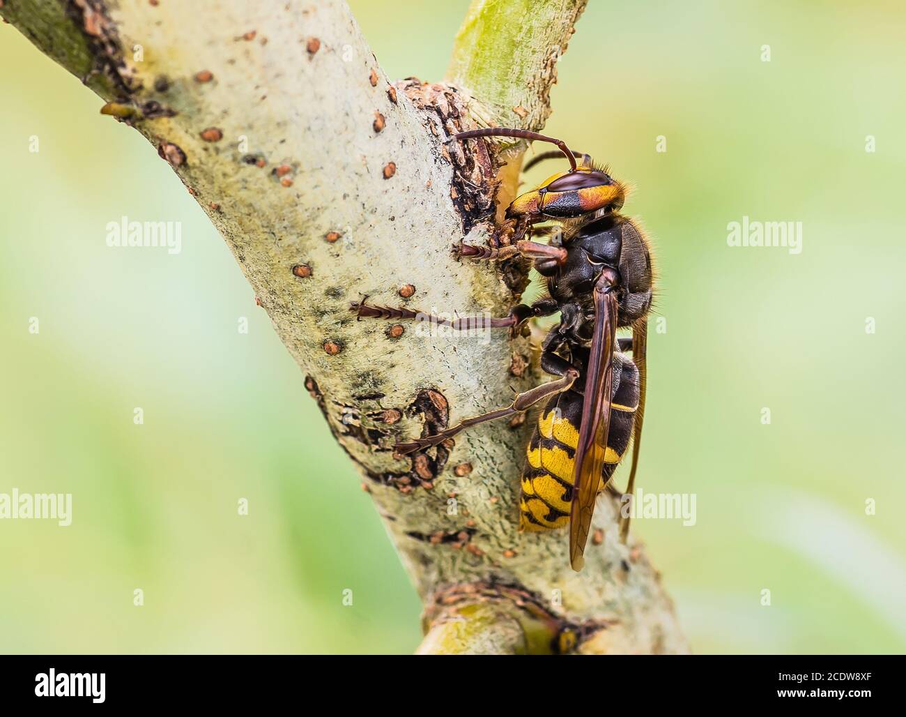 Hornet siede su un ramo di albero Foto Stock