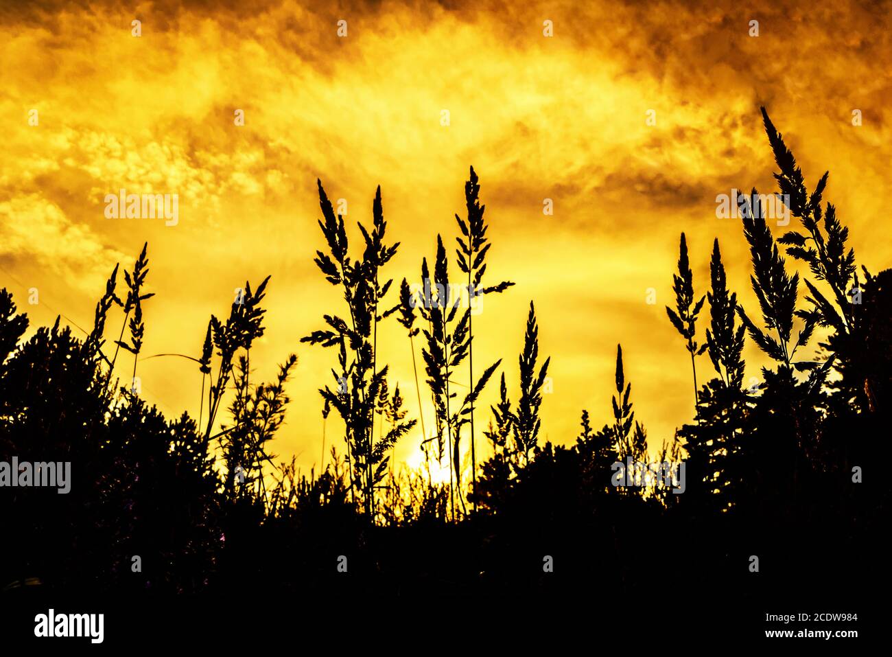 Orecchie d'erba contro il cielo del tramonto Foto Stock