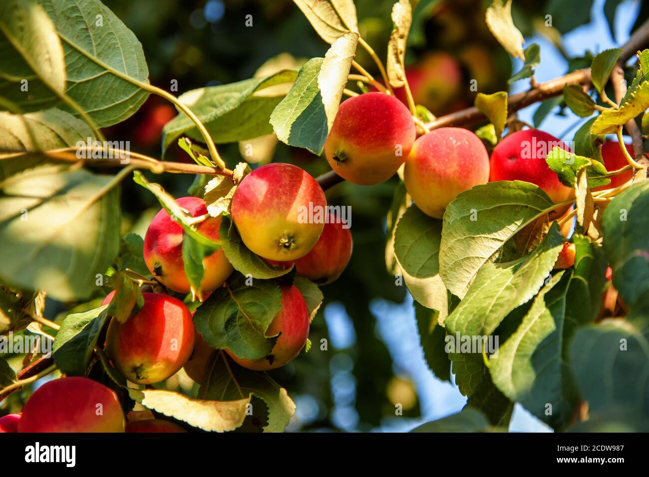 Le mele piccole crescono su un ramo nel giardino Foto Stock