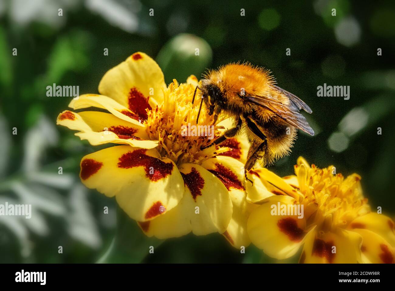 Bumblebee sul fiore giallo Foto Stock
