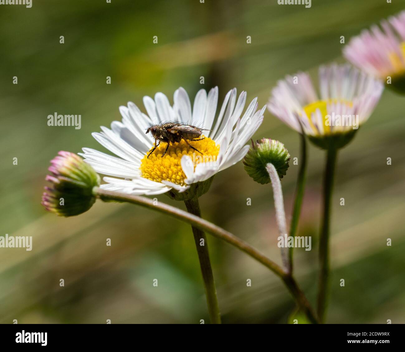 Volare riposando su un fiore Erigeron Foto Stock