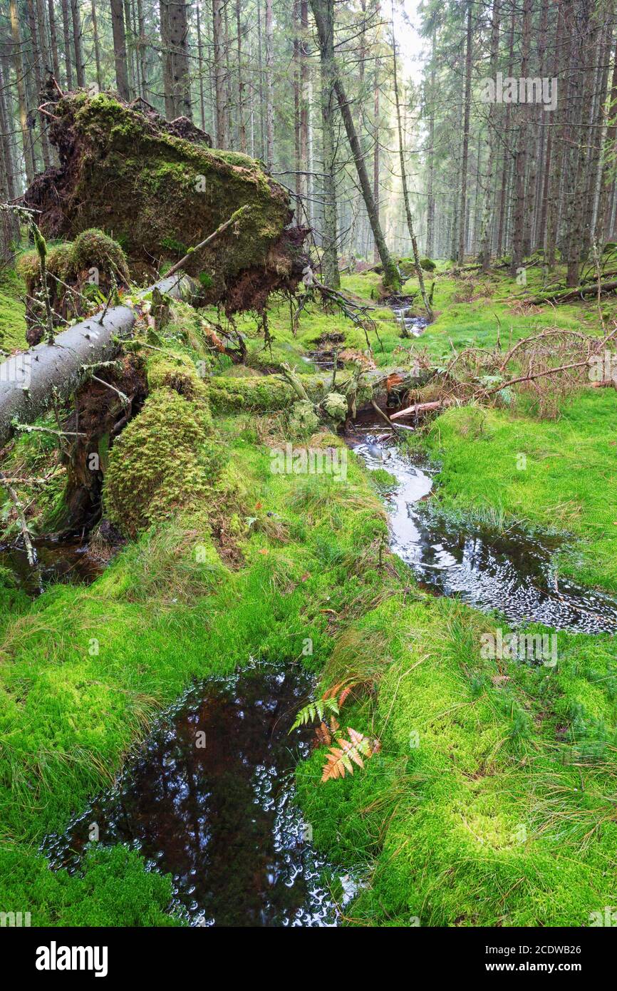 Creek presso un albero sradicato nelle foreste di abete rosso Foto Stock