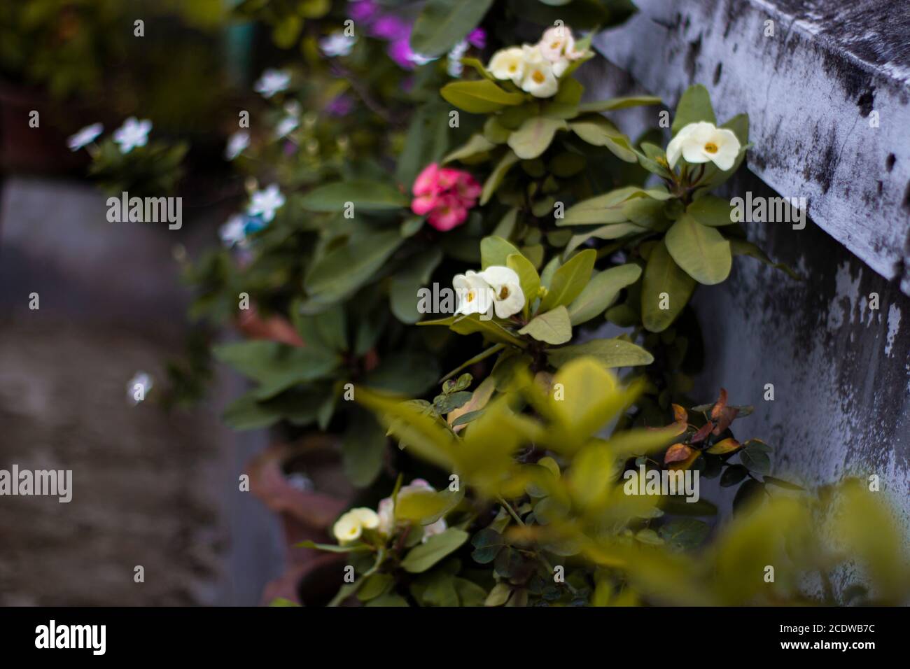 Il giardinaggio e le piante di fiori belli e naturali. Foto Stock