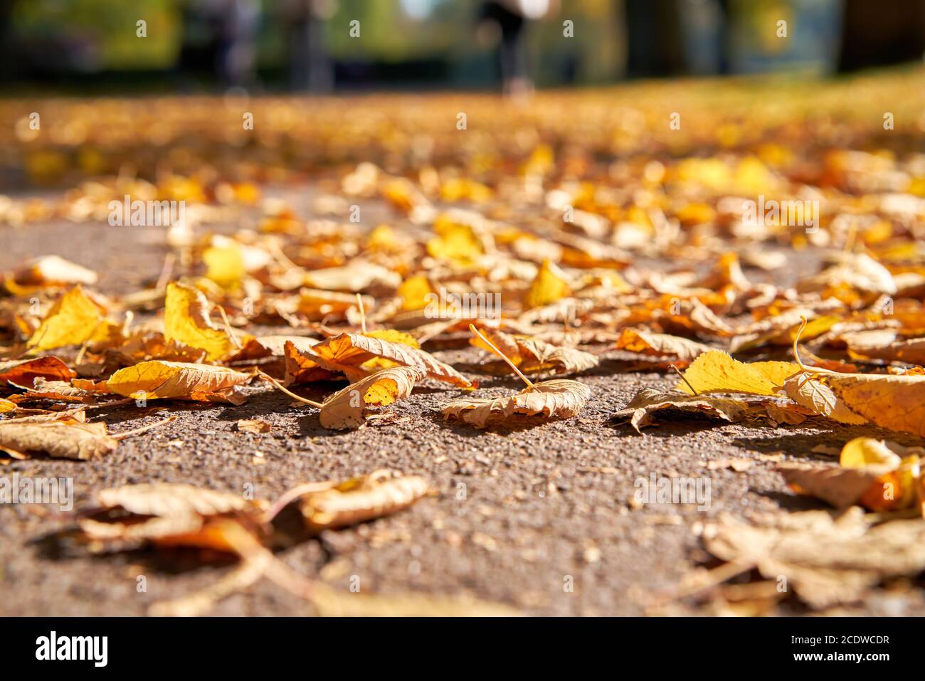 Autunno caduto lascia su un sentiero in ottobre Foto Stock
