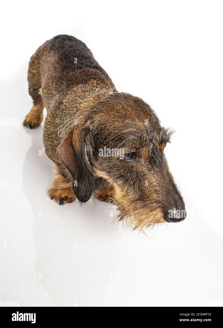 Cane wiener curioso Foto Stock