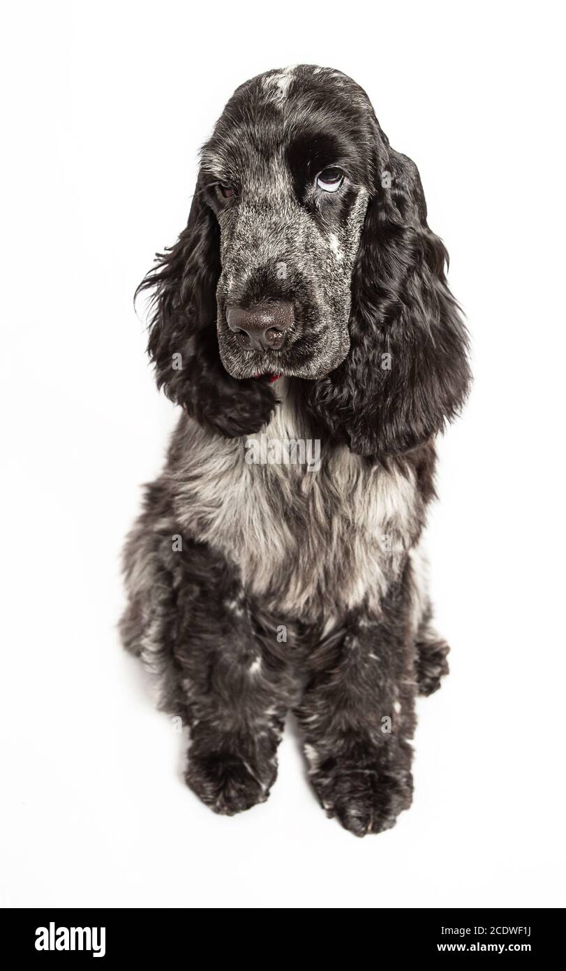 Cucciolo triste Foto Stock