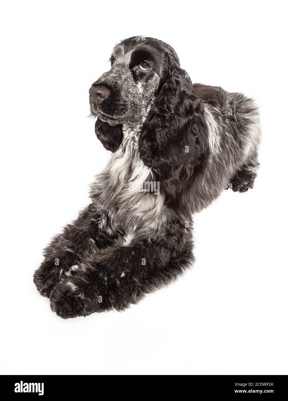 Cocker inglese spaniel rilassante Foto Stock