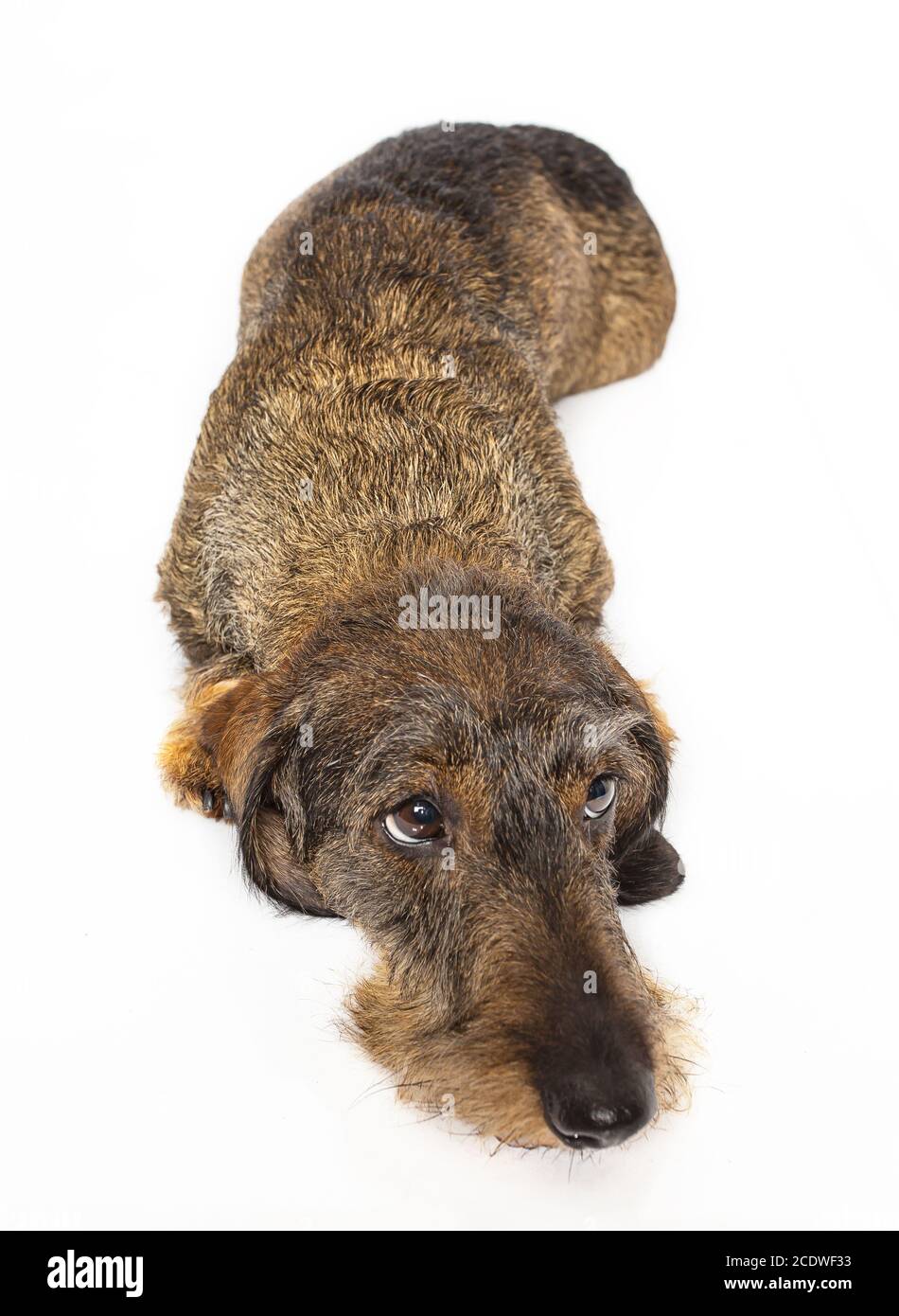 rilassante dachshund Foto Stock