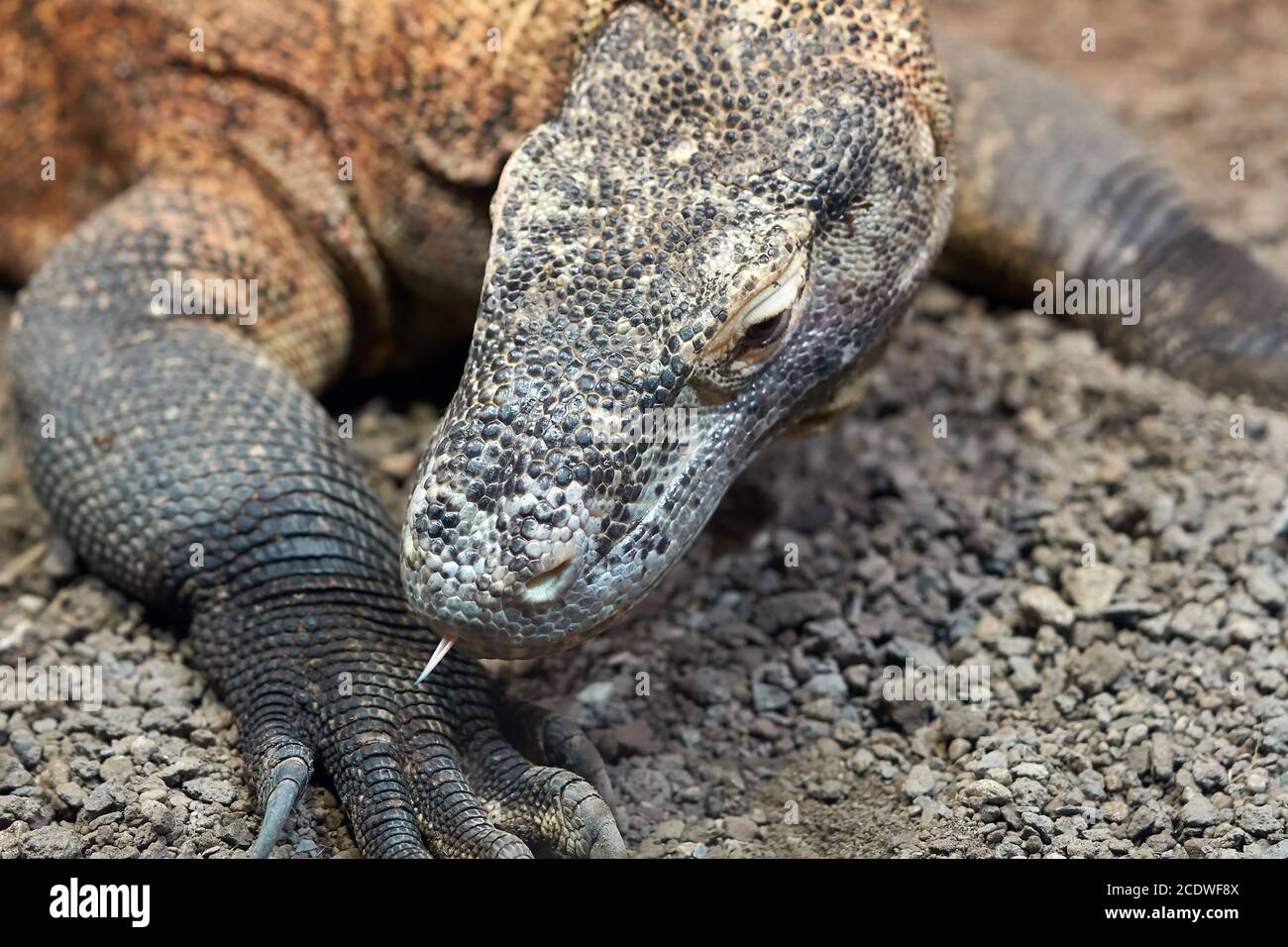 Drago Komodo nella natura selvaggia sull'isola Flores in Indonesia Foto Stock