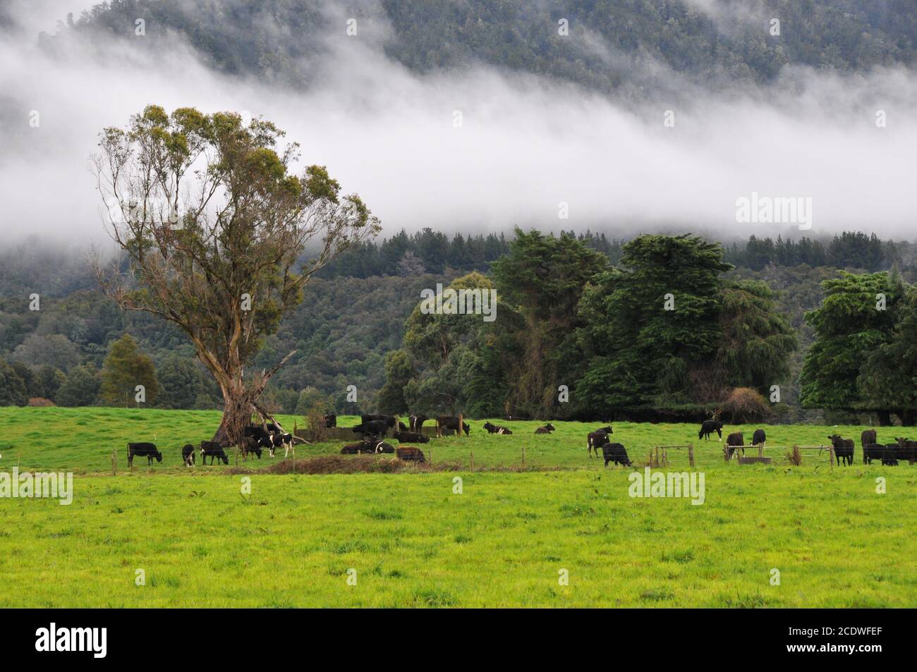 Marlborough scena di fattoria invernale con mucche, paddock e nuvola bassa Foto Stock