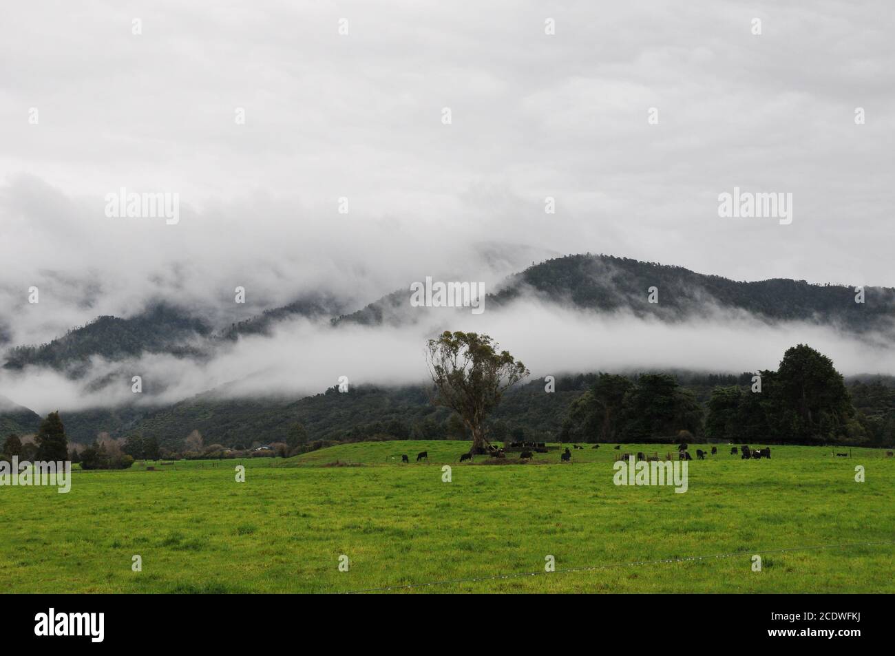 Marlborough scena di fattoria invernale con mucche, paddock e nuvola bassa Foto Stock
