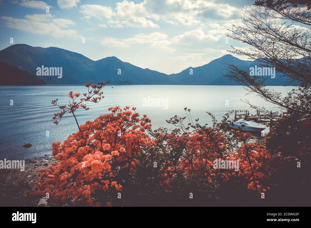 Fiori rossi intorno al lago Chuzenji, Nikko, Giappone Foto Stock