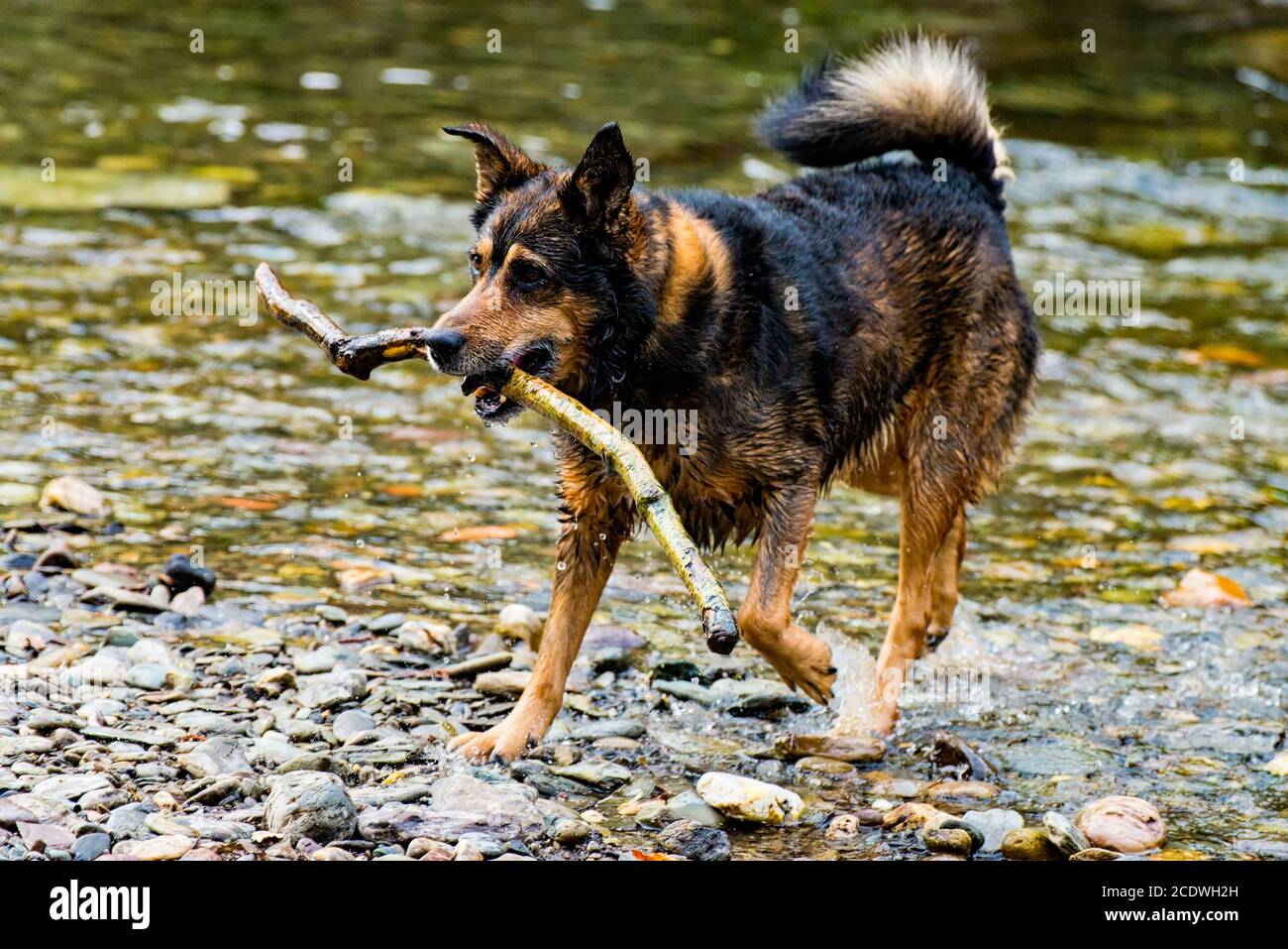 Terrier razza mista cane che gioca in acqua Foto Stock