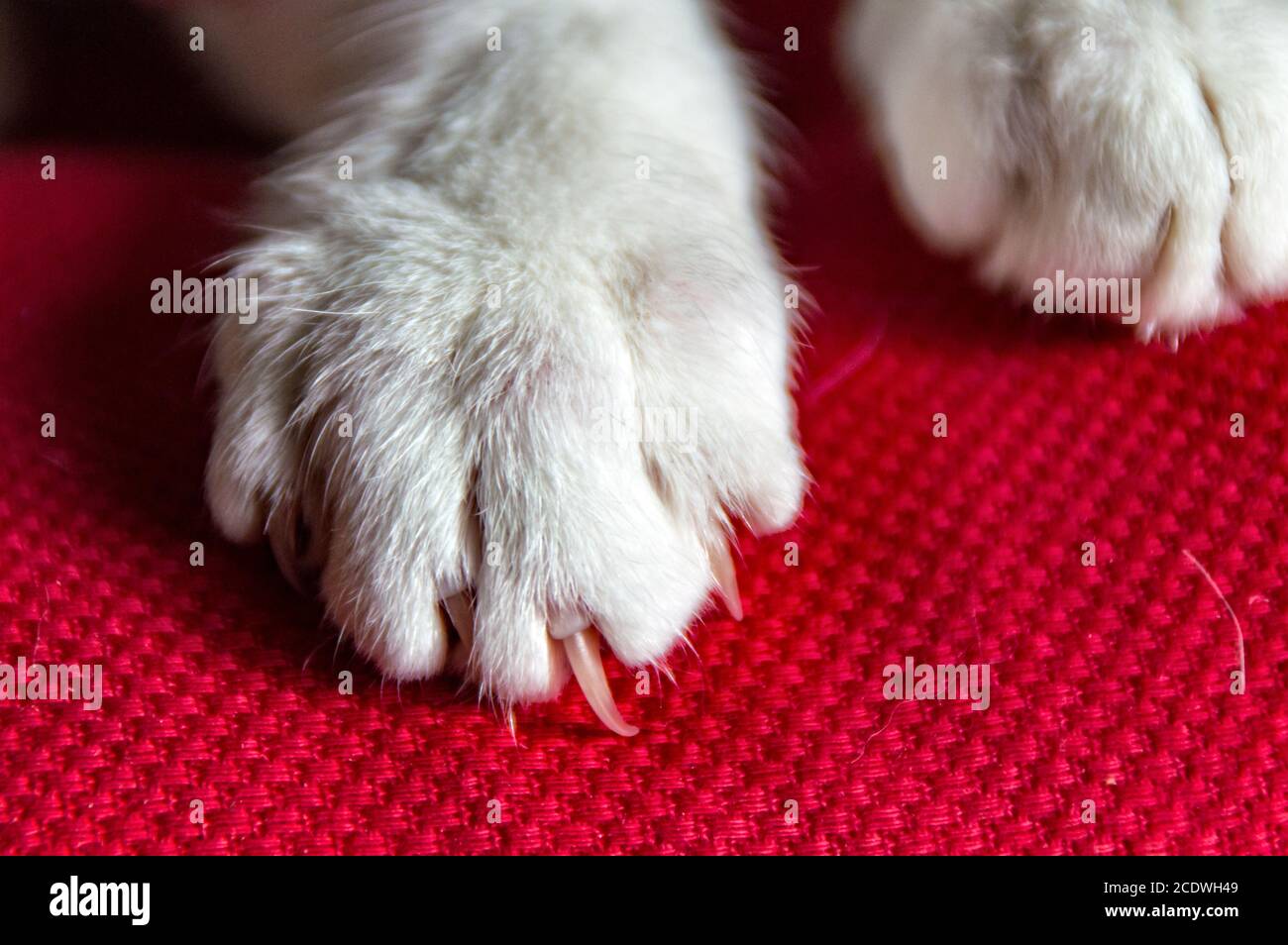 Zampa bianca di gatto con artiglio Foto Stock