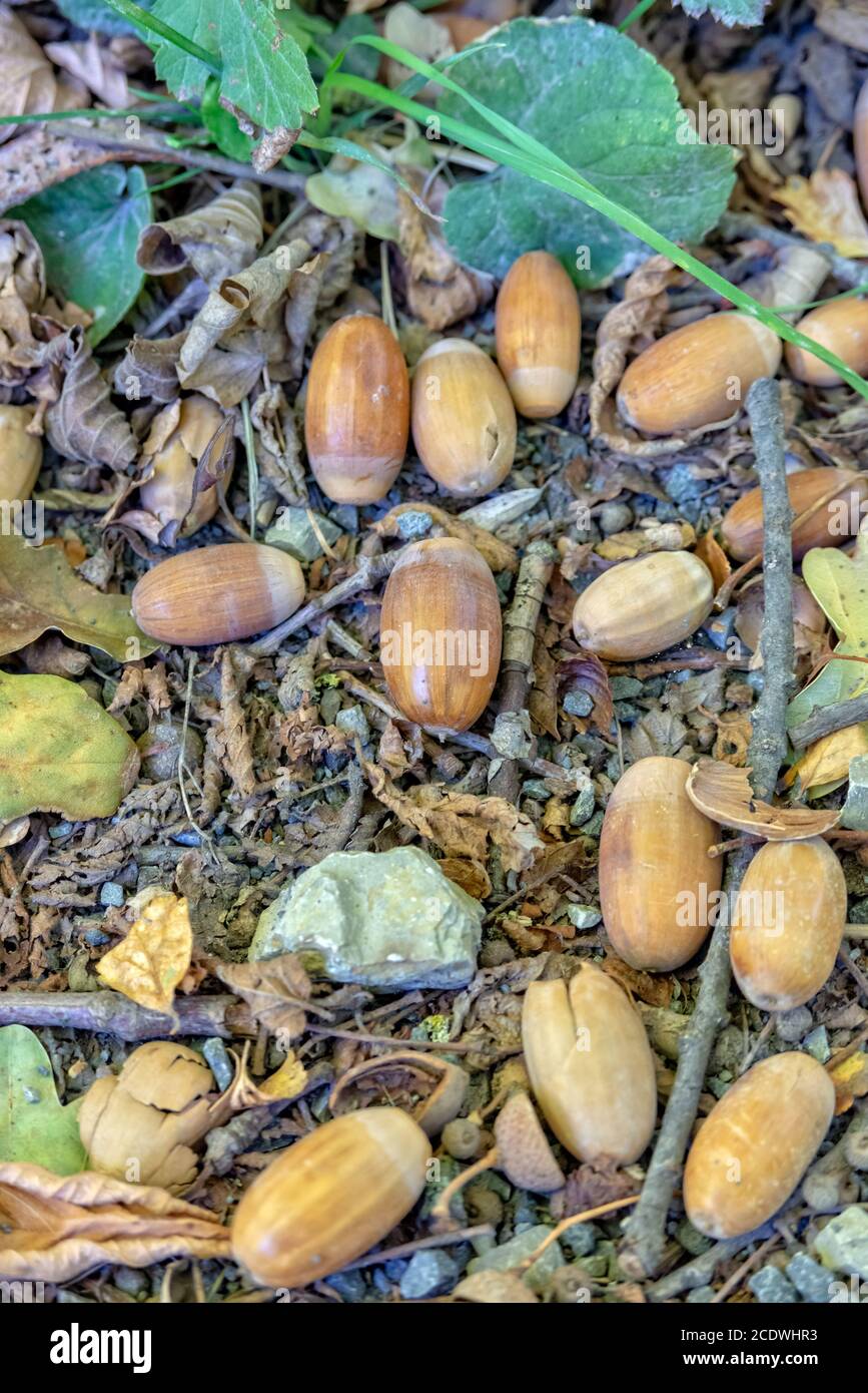 Ghiande sul suolo della foresta Foto Stock