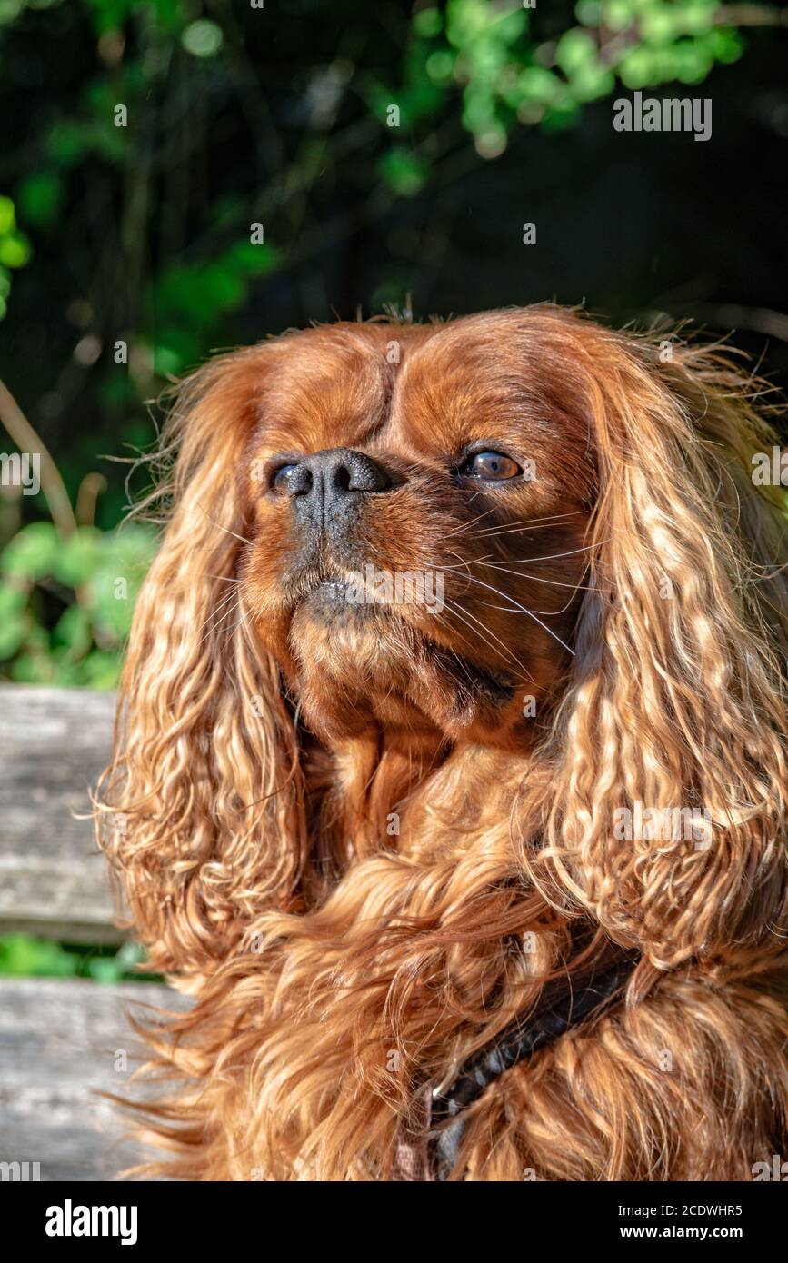 Cavalier King Charles Spaniel in marrone Ruby Foto Stock