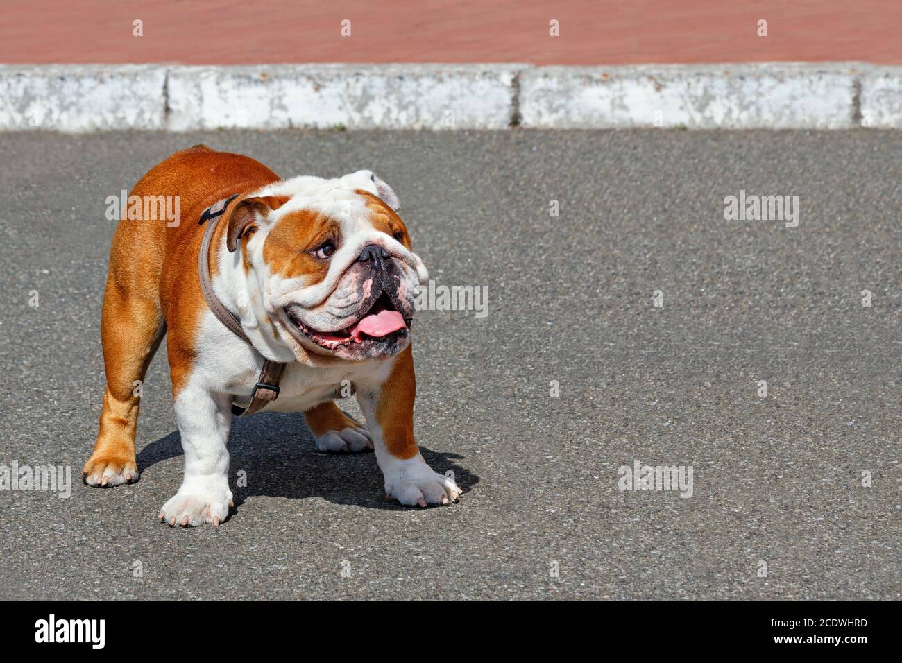 Ritratto di un grande bulldog inglese con un collare in pelle che cammina sul marciapiede asfaltato. Foto Stock