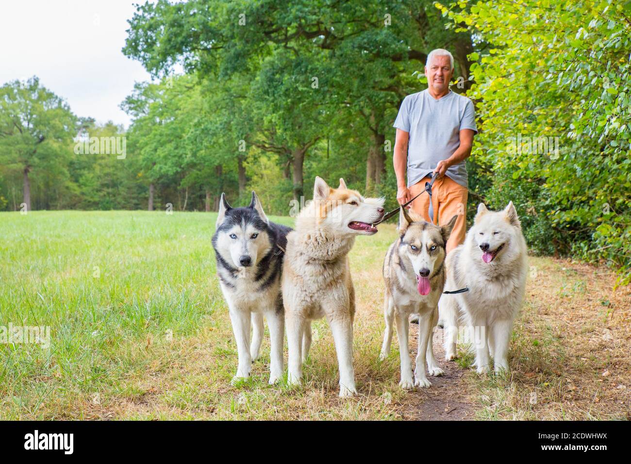 L'uomo cammina con un gruppo di cani da Husky in natura Foto Stock