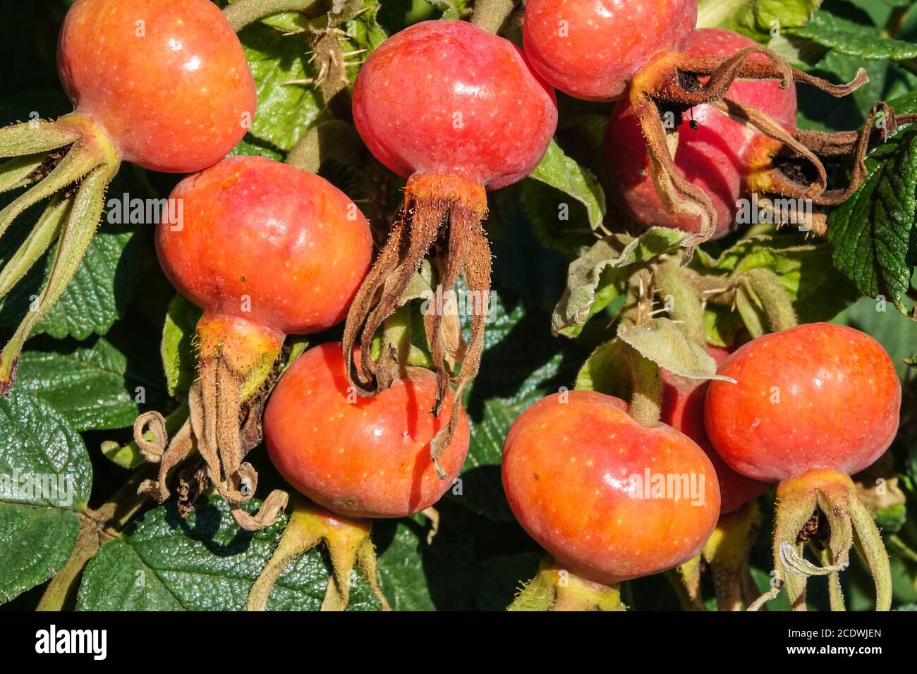 Rosa rugosa anche, Rosehips maturano in bacche di agosto Foto Stock