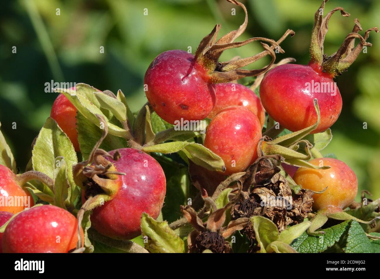 Rosa rugosa anche rosa fianchi maturano in agosto Foto Stock
